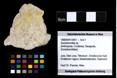 Foto (Objekt + Etiketten) von Goniodromites sp. 